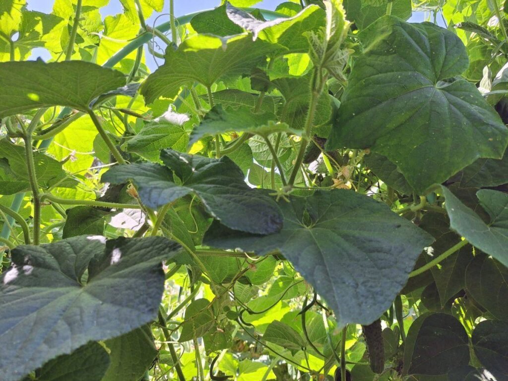 Cultivo de Pepinos
